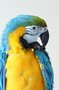 В Шадринске проходит Выставка попугаев