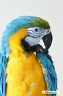 Выставка попугаев