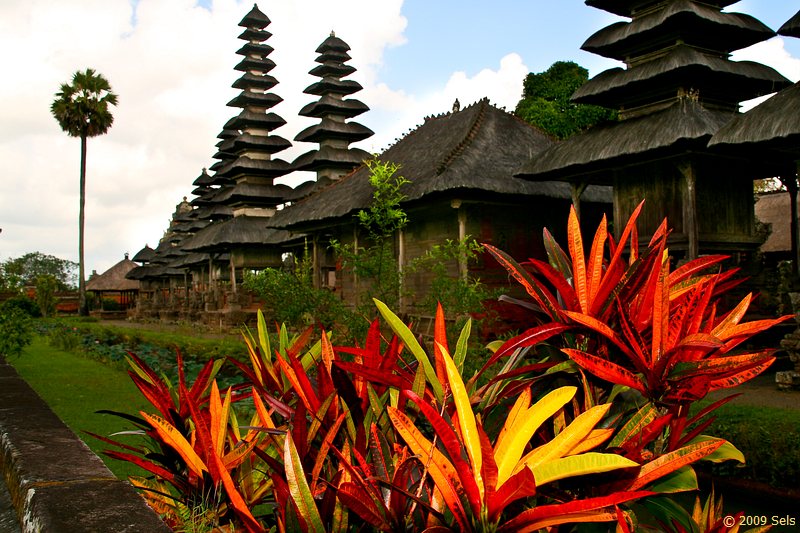 Цветы на бали. Растения Бали. Цветы острова Бали. Бали Индонезия цветы. Кедр на Бали.