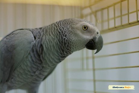 Выставка попугаев