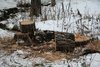 В городском бору вырубают деревья
