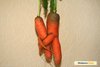 Любовь – морковь