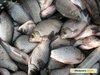Вылавливаемая в окрестностях Шадринска рыба опасна для здоровья